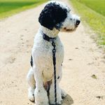 Lambeau Adams Schommer - @lambeau_tri_merle_poodle_stud - Instagram