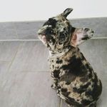 Aria von den Northbulls - @little.merle.aria - Instagram
