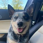 Little Hank and Little Merle - @hankandmerlethelittleheelers - Instagram