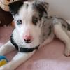 Little_Merle_Sadie - @little_merle_sadie - TikTok