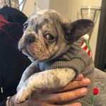 Lyla - @little_merle_frenchie_ - Instagram