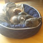 Mein Name ist „Merle” 🥰🐾 - @little_bulli_merle - Instagram