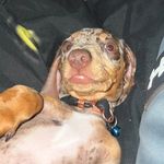 Pablo The Merle Tcup Sausage dog AKA (Mummys little chorizo) - @dashundpablo - Instagram