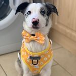 Sadie 🐾 - @little_merle_sadie - Instagram