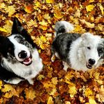Zefir Blue Merle Madness raising Harry Little Prince - @zefir_and_harry_wild_team - Instagram