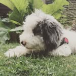 🐾  Murphy 🐾 - @murphythemerlepup - Instagram