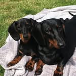 Dachshund Sisters - @murphyandmerle - Instagram