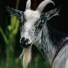 merlemurphy342 - @merlemurphy342 - TikTok