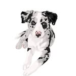 Mr Murphy - @murphy.the.merle - Instagram