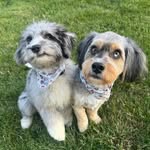 Murphy & Molly - @murphy.and.molly.merle.doods - Instagram