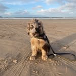 Murphy | The Merle Cockapoo - @murphy_merlecockapoo - Instagram