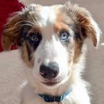Murphy - @blue_merle_murphy - Instagram