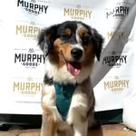 Murphy - @bluemerlemurphy - Instagram