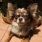 Murphy Merle - @murphy_liger_merle - Instagram