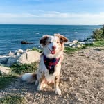 Murphy - @murphy_the_merle - Instagram