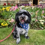 Murphy - @murphy_the_merle_cockapoo - Instagram