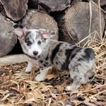 Murphy - @murphythemerlecorgi - Instagram