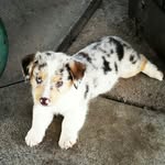 Murphy_the_merle_corgi - @murphy_the_merle_corgi - Instagram