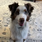Murphy The Red Merle - @murphy.the.red.merle - Instagram