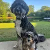 🐾Murphy&Merle🐾 - @murphyandmerle - TikTok