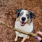 Tonya Tapp - @murphy_the_merle_aussie - Instagram