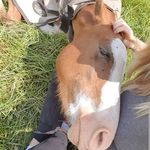 Merle Petersen - @my_caballolife - Instagram