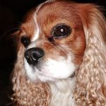 Merle Schmidt - @fotografiepferdhund - Instagram