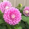 Merle Sewell.  Sandy - @merle.sewell..san - TikTok