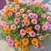 Merle Shelley - Facebook