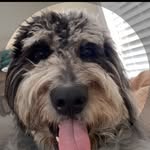 Stark - @starkthemerledoodle - Instagram