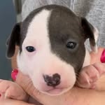 merle thomas - @merletheig - Instagram