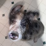 Merle Thomas Haggard I - @mischief_with_merle - Instagram
