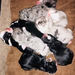 EXOTIC MERLE BULLDOGS - @washingtonexoticmerlebulldogs - Instagram