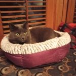 Merlin Douglas Meow Anderson - @merlinrussianblue - Instagram