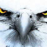 mohsen - @merlin.anderson - Instagram