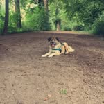 @_merlin_brownie - Instagram