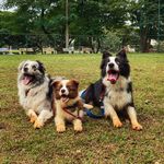 Merlin Brown & cia - @merlinbrownborder - Instagram
