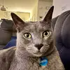 Merlin Brown - @cheeeze_ball - TikTok