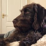 Merlin - @merlin_the_brown - Instagram