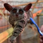 John Moyle - @merlin_the_bushbaby - Instagram