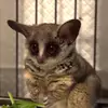 merlin_the_bushbaby - @merlin.the.bushbaby - TikTok