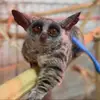 merlinbushbabymer - @merlinbushbabymer - TikTok