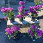 Merlino's Bushel Center - @merlinosbushelcenter - Instagram