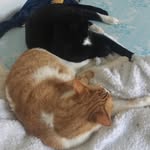 Merlin Et Carter - @merlinou_y_carter - Instagram