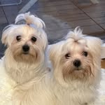 Cookie & Merlin - Les bichons - @cookie_n_merlin - Instagram