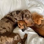 Cookie and Merlin the Sausage Dogs - @cookie_and_merlin - Instagram