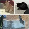 cookiecreamandmerlin - @cookiecreamandmerlin - TikTok