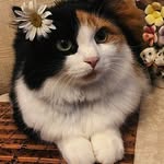 Merlin_Cooky - @merlin_cooky - Instagram