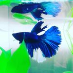 Merlin Howard - @merlin_the_betta - Instagram