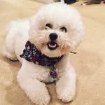 Merlin Ross - @merlinthebichon - Instagram